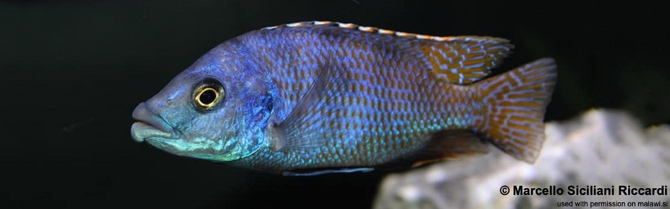 Placidochromis milomo (unknown locality)