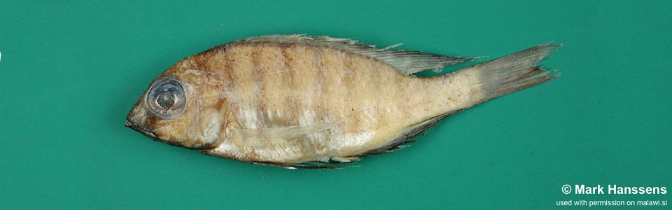 Placidochromis msakae 'Msaka'