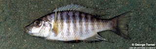 Placidochromis polli 'Domira Bay'.jpg