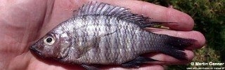 Placidochromis polli 'Monkey Bay'.jpg