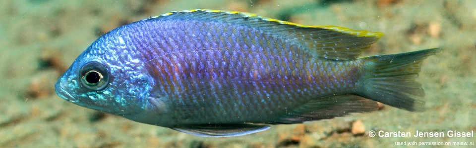 Placidochromis sp. 'blue otter' Domwe Island