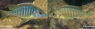 Placidochromis sp. 'chinyankwazi'