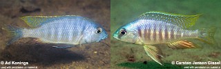 Placidochromis sp. 'electra mozambique'