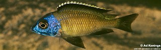 Placidochromis sp. 'electra superior'