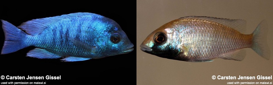 Placidochromis sp. 'phenochilus gissel' Chiofu Bay