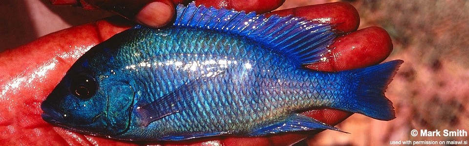 Placidochromis sp. 'phenochilus gissel' Ntekete