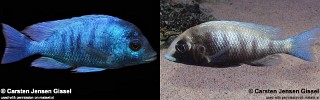 Placidochromis sp. 'phenochilus gissel'