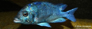 Placidochromis sp. 'phenochilus gissel' Liwani.jpg