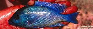 Placidochromis sp. 'phenochilus gissel' Ntekete.jpg