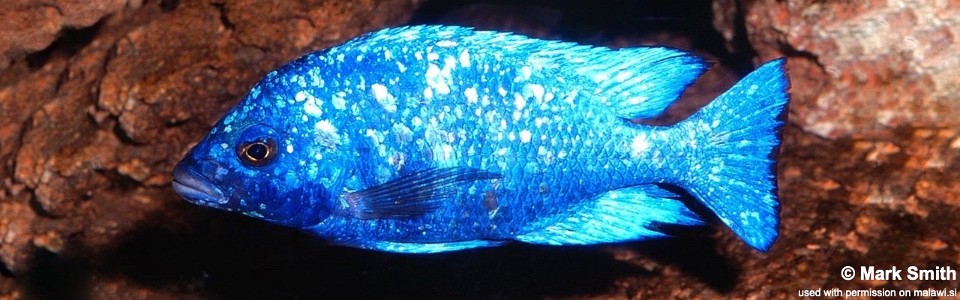 Placidochromis sp. 'phenochilus tanzania' (unknown locality)