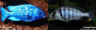 Placidochromis sp. 'phenochilus tanzania'