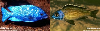 Placidochromis