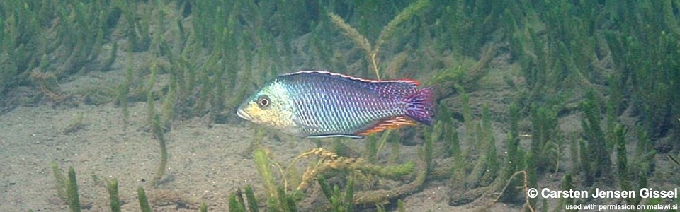 Protomelas kirkii 'Chiofu Bay'