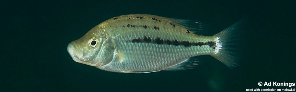 Protomelas krampus 'Mdoka'<br><font color=gray>'Hemitaeniochromis' sp. 'paedopage' Mdoka</font> 