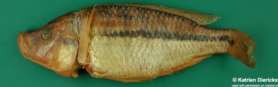 Protomelas krampus (paratype)<br><font color=gray>'Hemitaeniochromis' sp. 'paedopage'</font> 