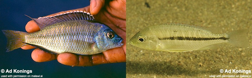 Protomelas labridens 'Likoma Island'