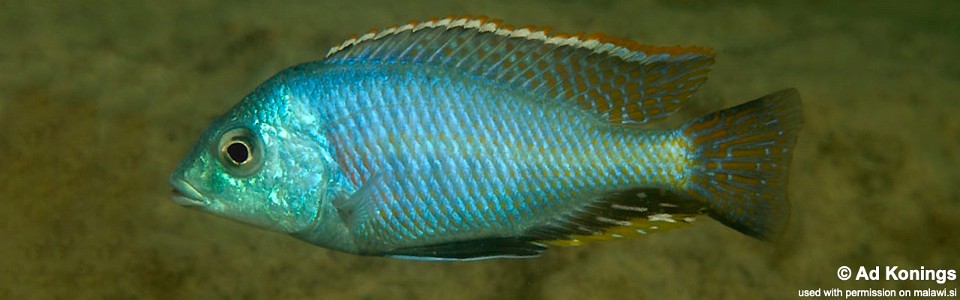 Protomelas marginatus 'Mkanila Bay'