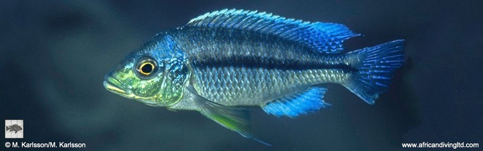 Protomelas marginatus vuae 'Sambia Reef'<br><font color=gray>Protomelas vuae 'Sambia Reef'</font> 