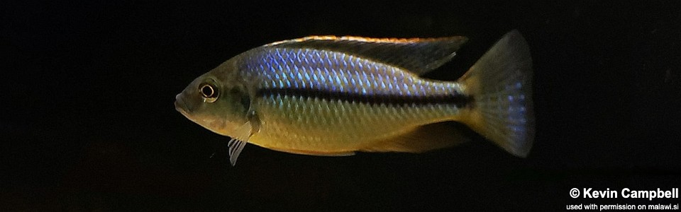 Protomelas marginatus (unknown locality)