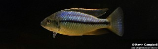 Protomelas marginatus.jpg