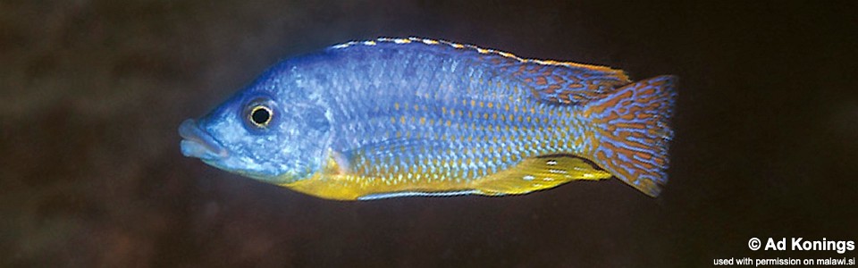 Protomelas ornatus 'Charo'