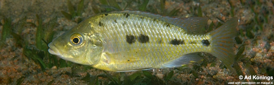 Protomelas sp. 'oxyrhynchus mix' Mumbo Island