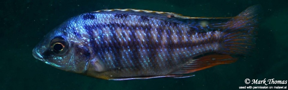 Protomelas taeniolatus 'Makokola Reef'