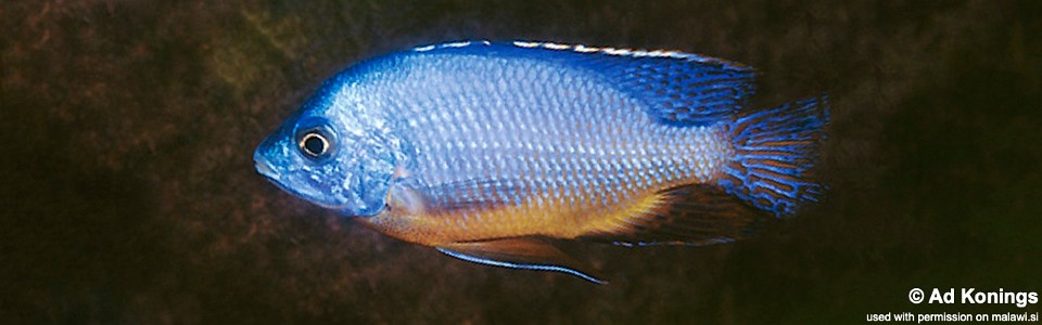 Protomelas taeniolatus 'Nakantenga Island'