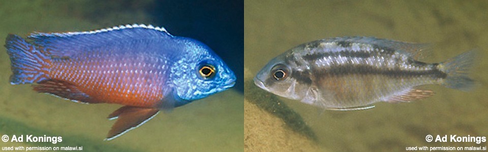 Protomelas taeniolatus 'Namalenje Island'