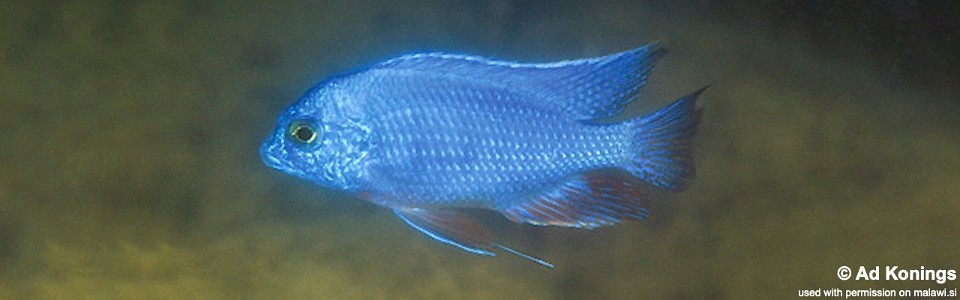 Protomelas taeniolatus 'Nkhata Bay'