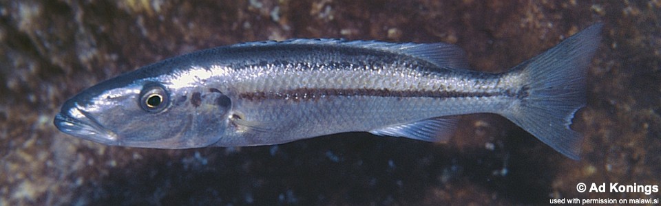 Rhamphochromis esox 'Taiwanee Reef'