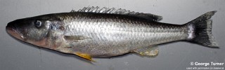 Rhamphochromis esox.jpg