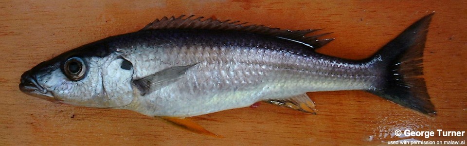 Rhamphochromis longiceps 'Manda'