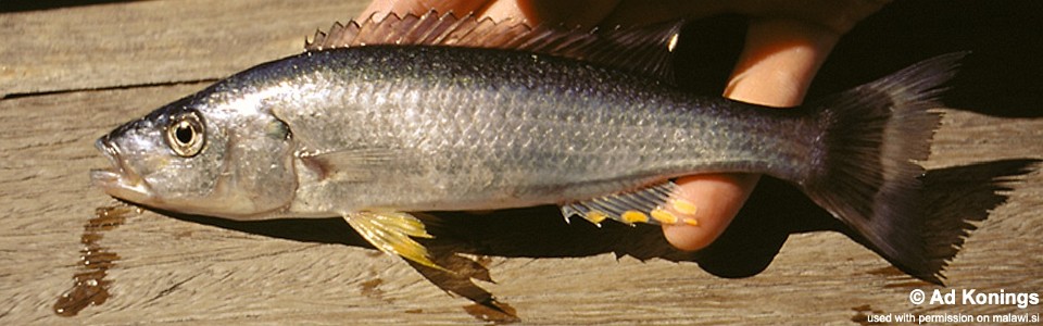 Rhamphochromis longiceps 'Otter Point'