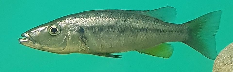 Rhamphochromis longiceps (unknown locality)