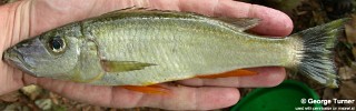 Rhamphochromis sp. 'kingiri large'