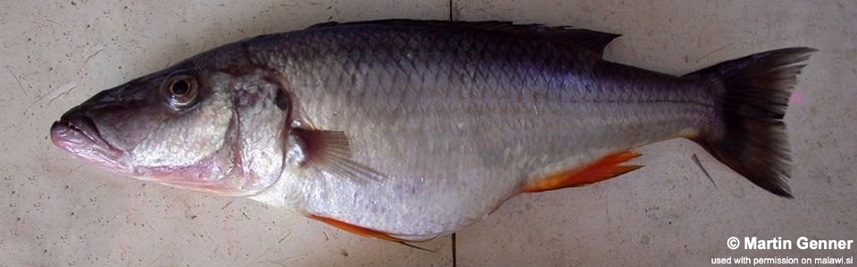 Rhamphochromis sp. 'long-snout south' South East Arm