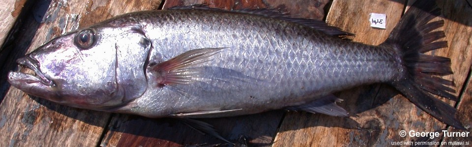 Rhamphochromis sp. 'roman nose' (unknown locality)