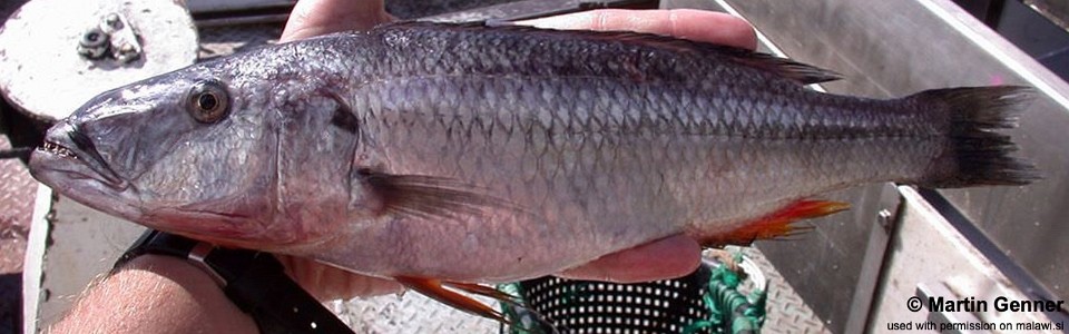 Rhamphochromis sp. 'stripe' South East Arm