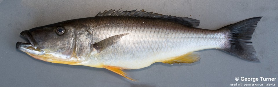 Rhamphochromis woodi 'Nkhata Bay'