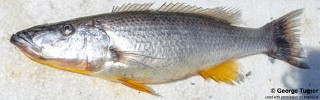 Rhamphochromis woodi 'South East Arm'.jpg