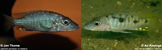 Stigmatochromis macrorhynchos