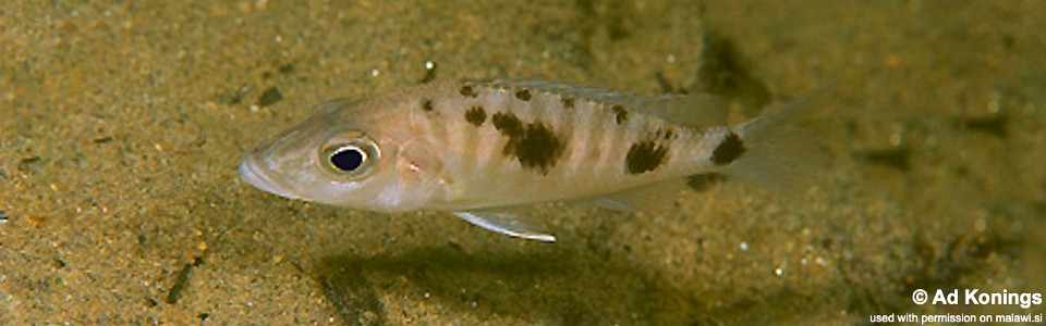 Stigmatochromis melanchros 'Chiofu Bay'