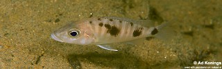 Stigmatochromis melanchros 'Chiofu Bay'.jpg