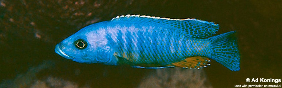 Stigmatochromis modestus 'Likoma Island'