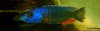 Stigmatochromis modestus.jpg