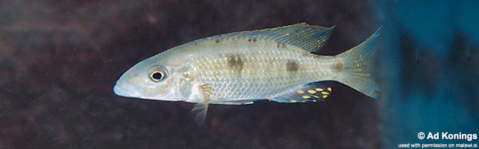 Stigmatochromis pholidophorus 'Chiloelo'