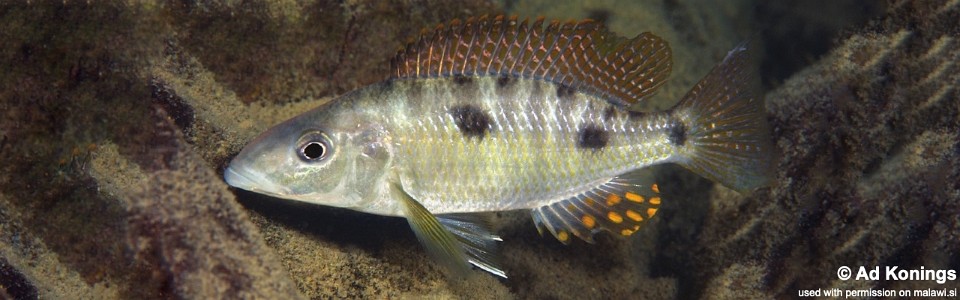 Stigmatochromis pholidophorus 'Chiofu Bay'