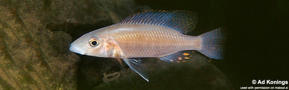 Stigmatochromis pholidophorus 'Meponda'