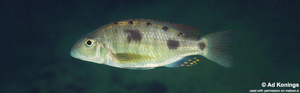 Stigmatochromis pholidophorus 'Mvunguti'